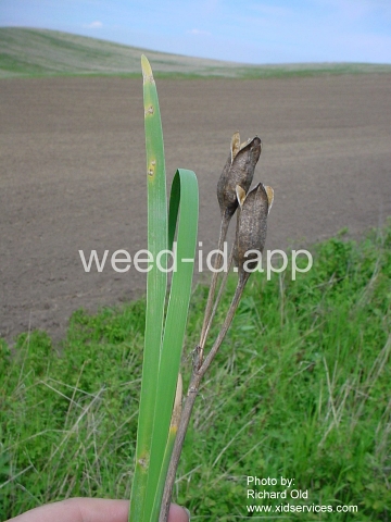 iris, Rocky Mountain